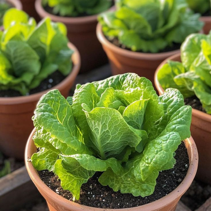 Halveena's Heirloom Seed Kit (35 Pack)