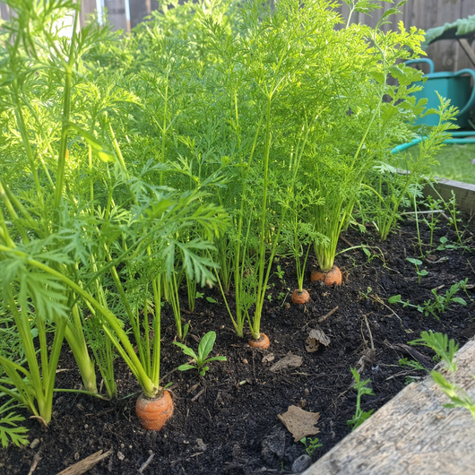 Halveena's Heirloom Seed Kit (40 Pack)