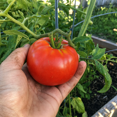 Halveena's Heirloom Seed Kit (40 Pack)